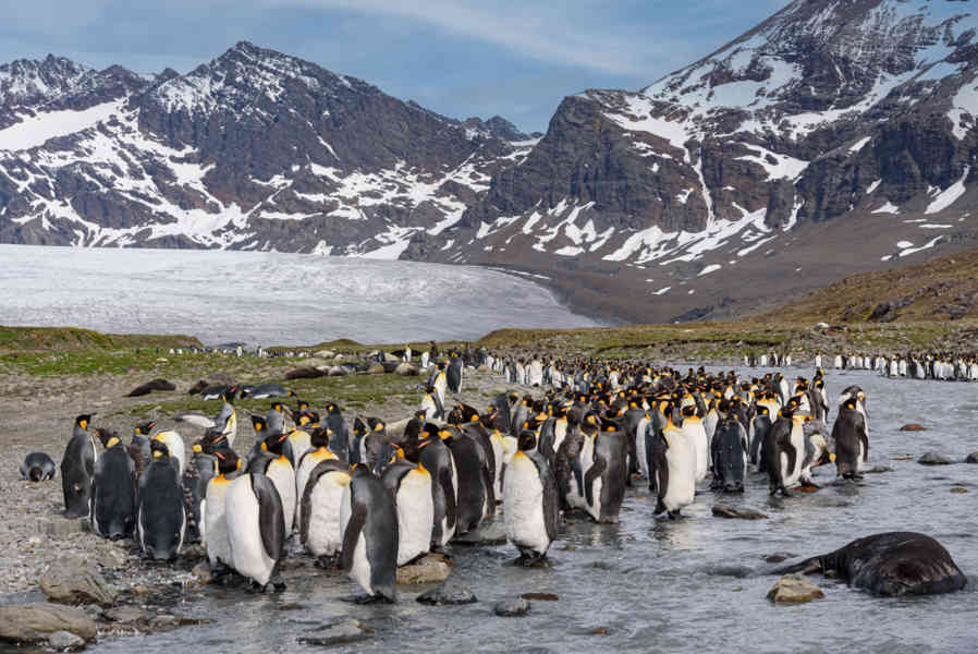 Pingüino Rey - islas Georgias del Sur 012.jpg